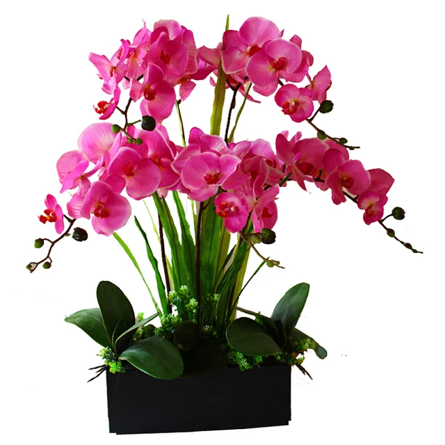 Purple-Phalaenopsis-Orchids-Flower-Arran