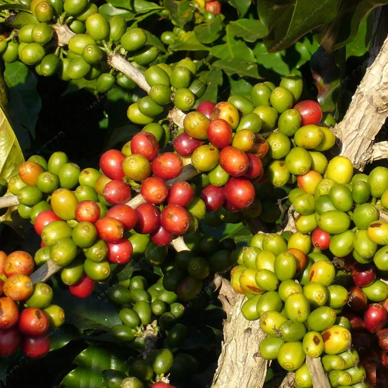 A-Pack-20-Pcs-Coffee-Bean-Seeds-Balcony-Bonsai-Tree-Plant-Seed-Coffee-Cherry-Seeds