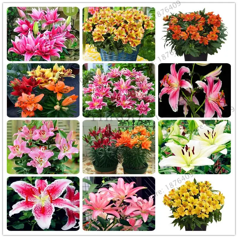 Hot sale 200 Pcs Lily Bonsai,Rare Plants Flowers,indoor Room Flowers, not lily bulbs, Bonsai Houseplants Home Garden Palnt
Hot sale 200 Pcs Lily Bonsai,Rare Plants Flowers,indoor Room Flowers, not lily bulbs, Bonsai Houseplants Home Garden Palnt