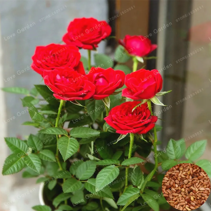 Red Rose Plant So Charming Rose Bonsai Flower Plant Rare And Precious Perennial Flowers Plant For Home Garden 100 Pcs/Bag
Red Rose Plant So Charming Rose Bonsai Flower Plant Rare And Precious Perennial Flowers Plant For Home Garden 100 Pcs/Bag