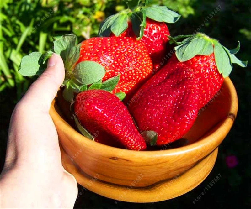 300 pcs Giant strawberry bonsai Super big and Red Strawberry Fruit bonsai delicious plants gift for garden
300 pcs Giant strawberry bonsai Super big and Red Strawberry Fruit bonsai delicious plants gift for garden