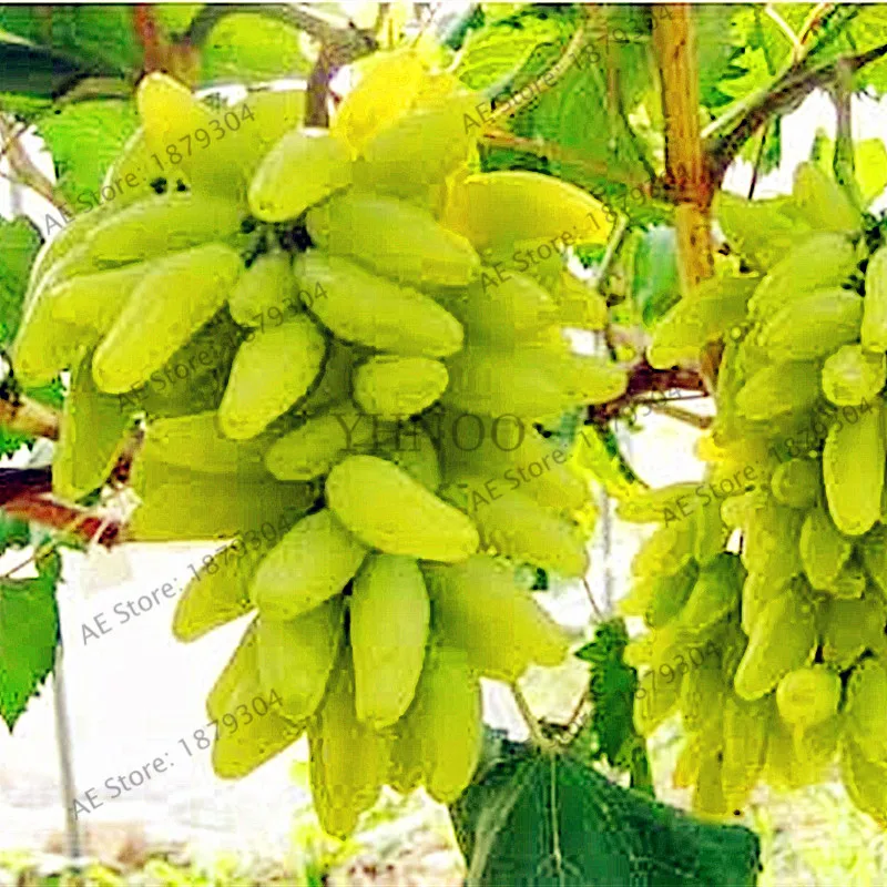 Голд Фингер Виноград Фото – Telegraph