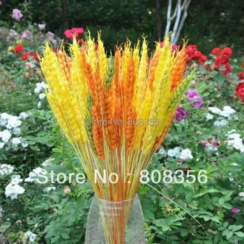 24pcs Artificial Wheat Simulation Wheat Plant Three heads Per Bush for Wedding Home Flower Decoration
24pcs Artificial Wheat Simulation Wheat Plant Three heads Per Bush for Wedding Home Flower Decoration