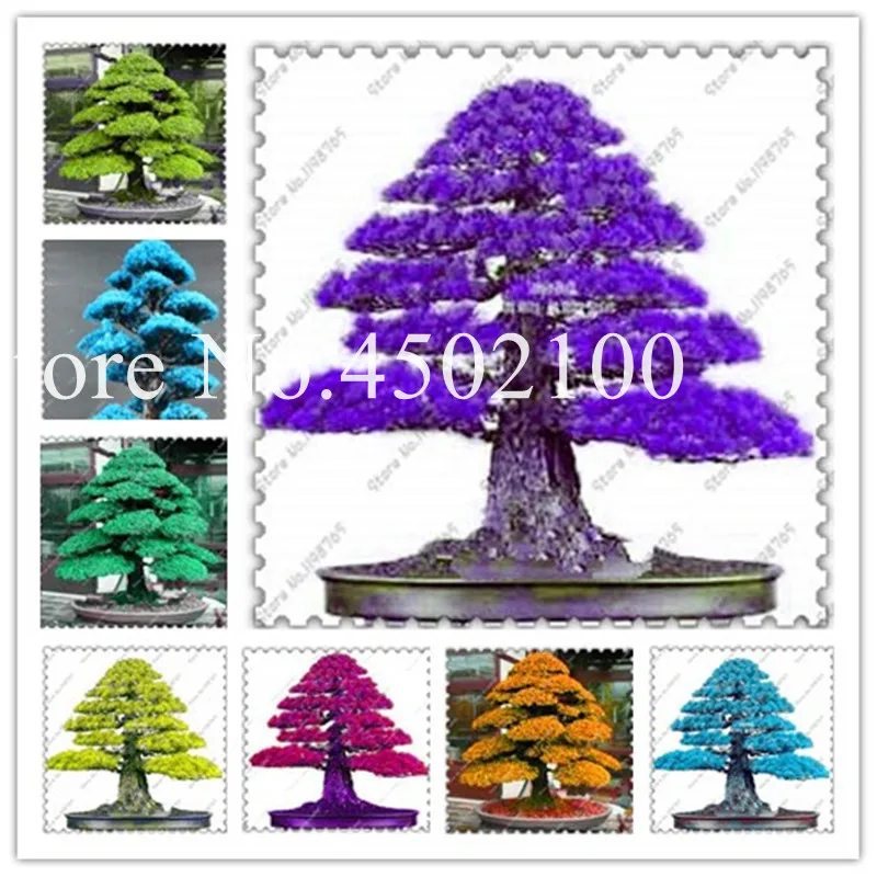 True Sacred Japanese Cedar Bonsai, Mixed Indoor Tree Plant Professional Pack 30 Pcs Semillas Bonsai Plant For Home & Garden
True Sacred Japanese Cedar Bonsai, Mixed Indoor Tree Plant Professional Pack 30 Pcs Semillas Bonsai Plant For Home & Garden