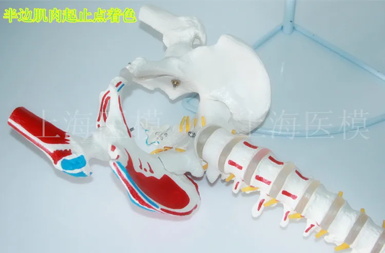 //img.alicdn.com/imgextra/i3/466366108/TB2wexecVXXXXbeXpXXXXXXXXXX_!!466366108.jpg