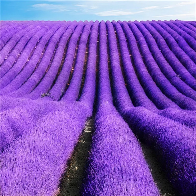 promotion 500pcs / bag English lavender Flower Bonsai Plant for Home Garden Flowering Plants Easy grow 65
promotion 500pcs / bag English lavender Flower Bonsai Plant for Home Garden Flowering Plants Easy grow 65