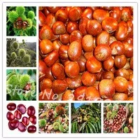 Chinese-Chestnut-Seeds-30Pcs-bag-Nut-Seeds-Bonsai-Plant-Delicious-Nutrition-Fruit-Tree-Easy-Grow-for.jpg_200x200