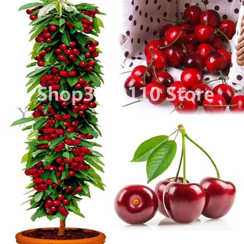 bonsai tree Cherry Seedsplants Organic fruit plant Fruit Plants Bonsai Tree High sementes` plantas in the Garden
bonsai tree Cherry Seedsplants Organic fruit plant Fruit Plants Bonsai Tree High sementes` plantas in the Garden