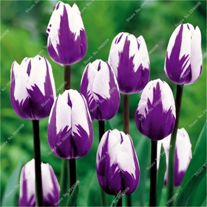 200 Pcs Purple Tulip flores Tulipagesneriana Tulipanes Tulipa gesneriana Exotic Bonsai Plant For Home Garden Christmas Decor
200 Pcs Purple Tulip flores Tulipagesneriana Tulipanes Tulipa gesneriana Exotic Bonsai Plant For Home Garden Christmas Decor