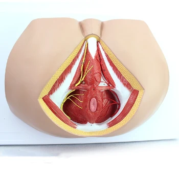 Female perineal model vascular nerve pelvic floor muscle anatomical model gynecological urology anorectal medicine medical teach
Female perineal model vascular nerve pelvic floor muscle anatomical model gynecological urology anorectal medicine medical teach