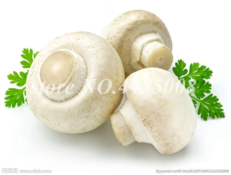 200 Pcs Organic Delicious Mushroom Bonsai Funny Fungus Succulent Plant Edible Health Planta Very Easy Grow For Home Garden Decor
200 Pcs Organic Delicious Mushroom Bonsai Funny Fungus Succulent Plant Edible Health Planta Very Easy Grow For Home Garden Decor