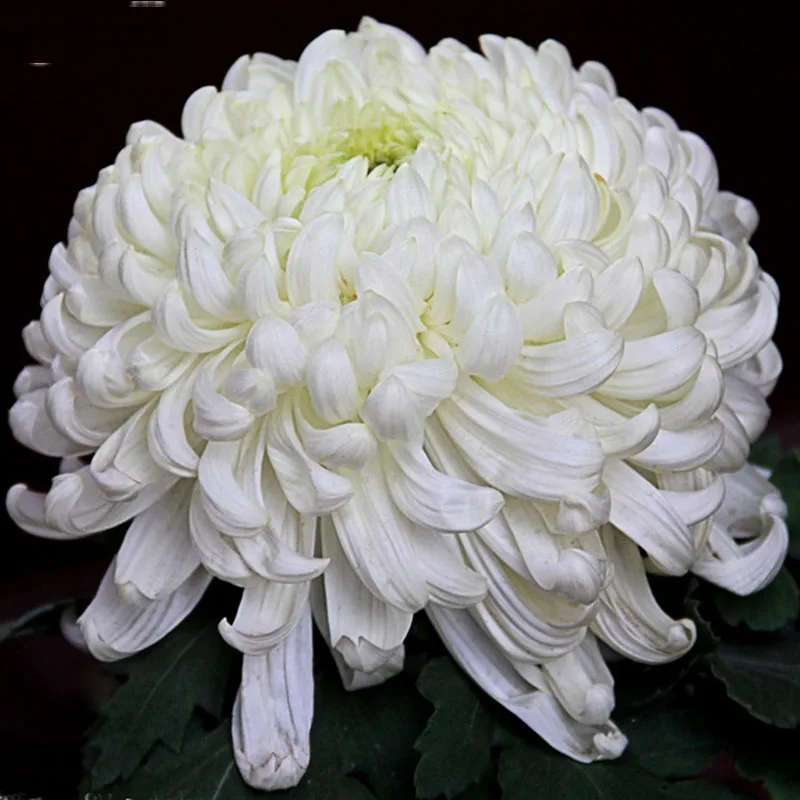 ZLKING 100pcs Very Rare White Chrysanthemum Beautiful White Color DIY Gardening Flower Bonsai Plant
ZLKING 100pcs Very Rare White Chrysanthemum Beautiful White Color DIY Gardening Flower Bonsai Plant