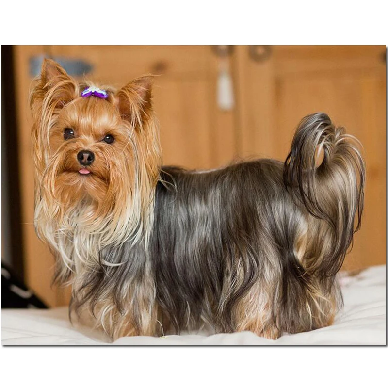 5d diy Diamond Painting Yorkshire Terrier Dog art Diamond Paint With Diamond Picture Of Rhinestones handmade Home Decor JS5051
5d diy Diamond Painting Yorkshire Terrier Dog art Diamond Paint With Diamond Picture Of Rhinestones handmade Home Decor JS5051