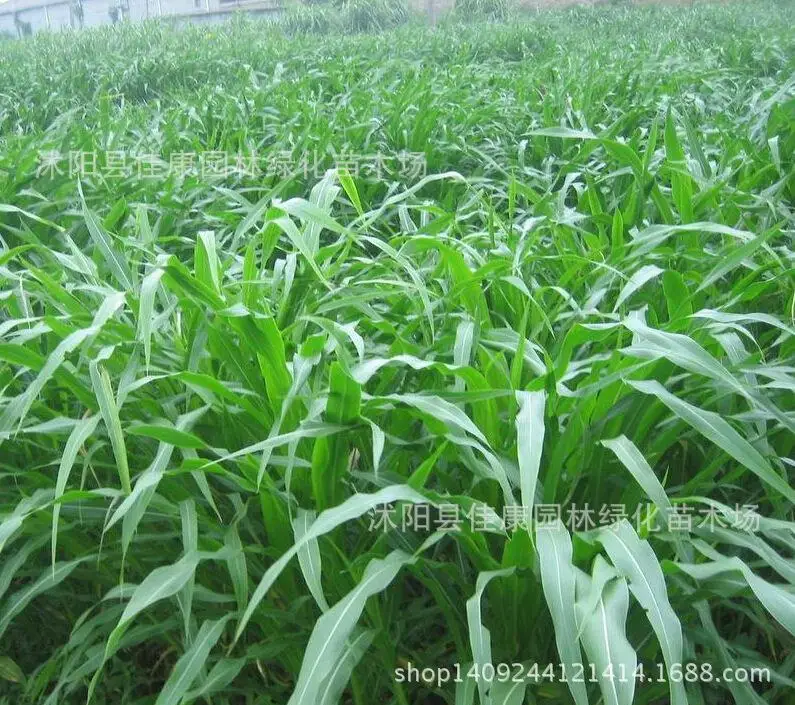 Mexico corn forage plant grass plant gifted 12 teosinte bonsai rich in nutritional value 200g / Pack
Mexico corn forage plant grass plant gifted 12 teosinte bonsai rich in nutritional value 200g / Pack