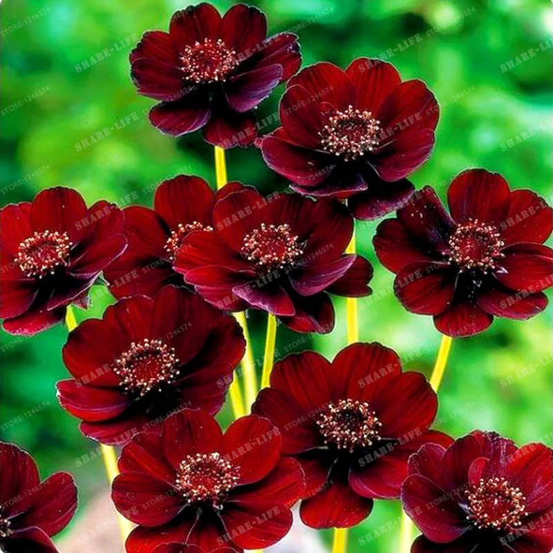 100pcs/bag Rare Chocolate Cosmos Flower Bonsai-blooms All Summer Long And Has Rich Scent Like Chocolate Diy Home Garden Flower
100pcs/bag Rare Chocolate Cosmos Flower Bonsai-blooms All Summer Long And Has Rich Scent Like Chocolate Diy Home Garden Flower
