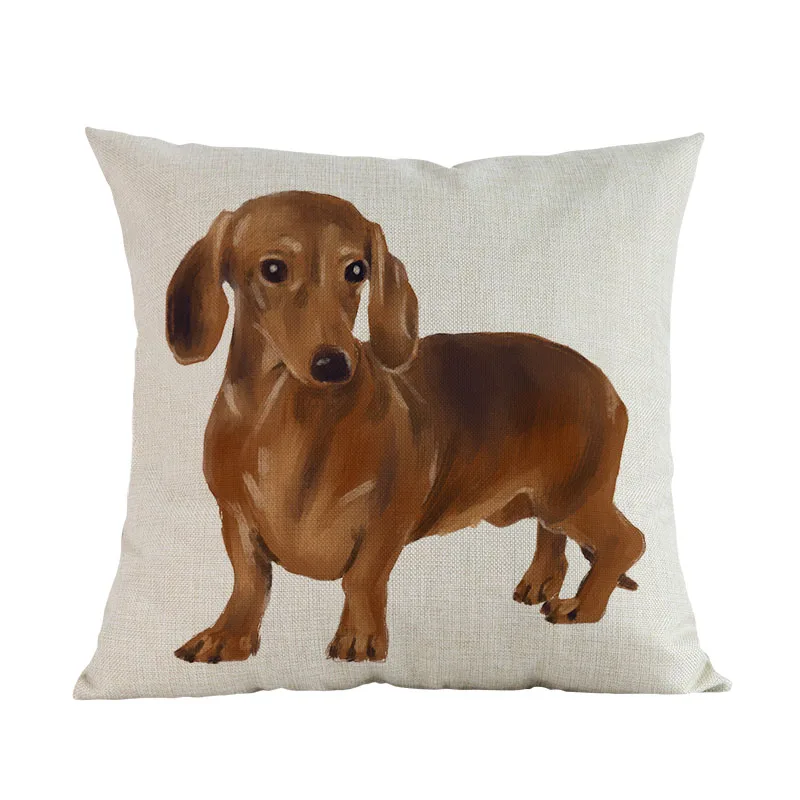 dachshund