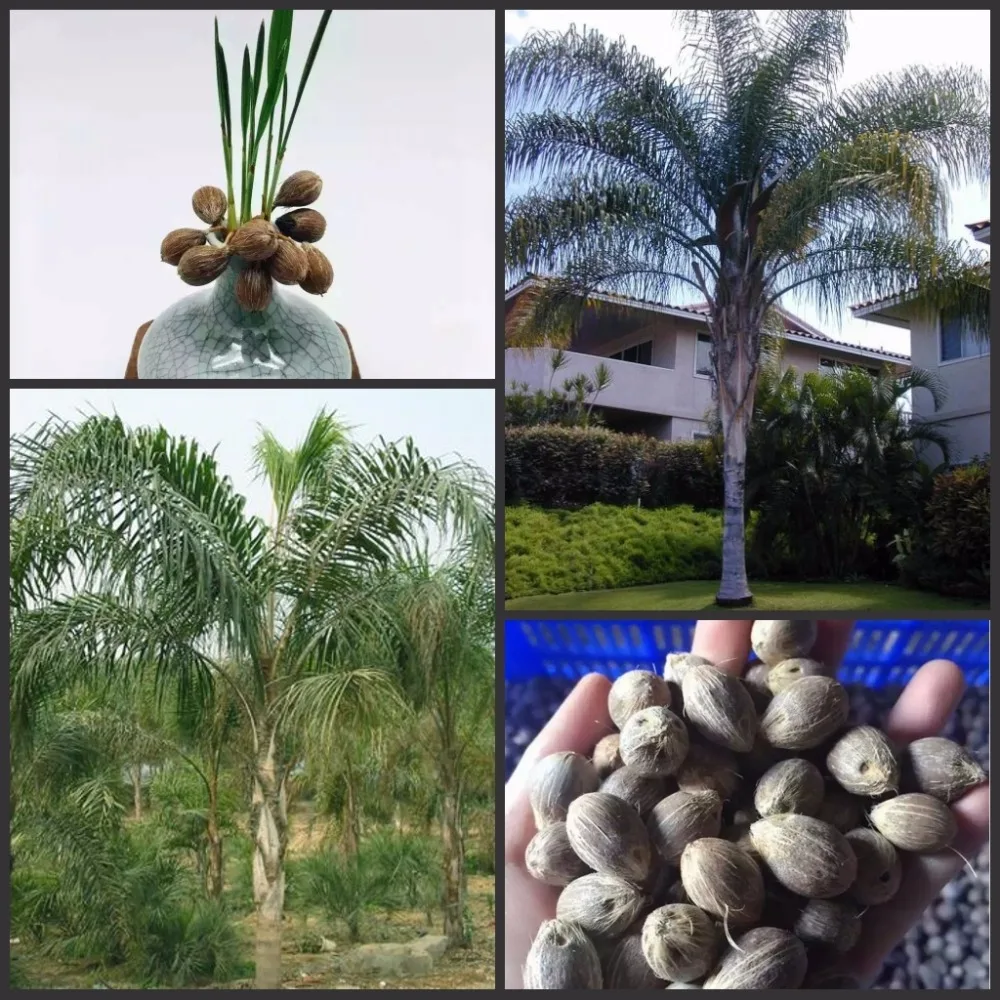 4PCS fresh Rare Syagrus romanzoffiana semillas - palm tree Sementes (Huang-hou-kui)
4PCS fresh Rare Syagrus romanzoffiana semillas - palm tree Sementes (Huang-hou-kui)