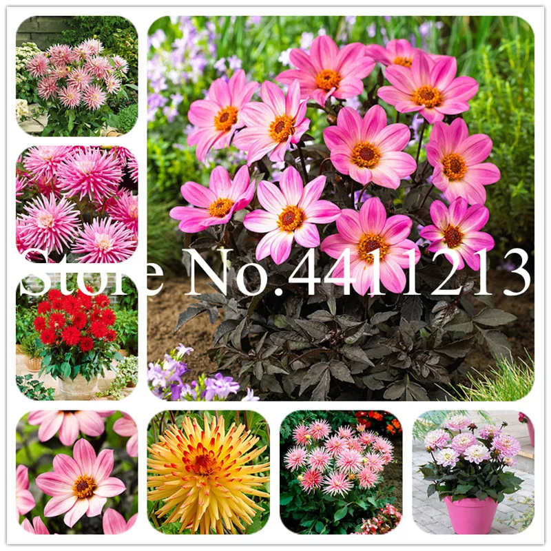 50 pcs Dahlia bonsai planta Mixed Colour Rare Dahlia pinnata Flowers Perennial Plant Bonsai flowers for Home garden potted
50 pcs Dahlia bonsai planta Mixed Colour Rare Dahlia pinnata Flowers Perennial Plant Bonsai flowers for Home garden potted
