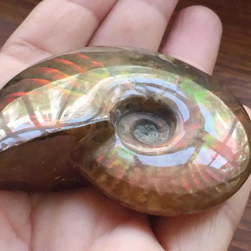 Colorful Fossil Stone Gemstone Ammolite Jewelry Craft Conch Specimen Iridescent Natural
Colorful Fossil Stone Gemstone Ammolite Jewelry Craft Conch Specimen Iridescent Natural