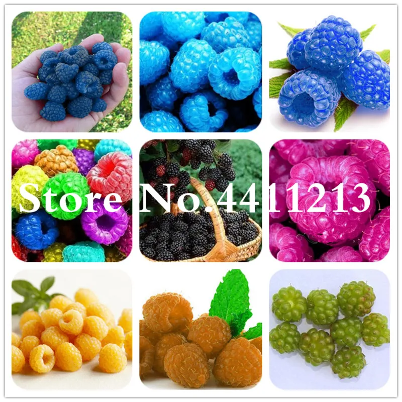 Hot Sale! 500 Pcs Raspberry Fruit Tree, Organic Heirloom Fruit Bonsai Trees,Sweet and Fresh Plant for Home Garden Supplies
Hot Sale! 500 Pcs Raspberry Fruit Tree, Organic Heirloom Fruit Bonsai Trees,Sweet and Fresh Plant for Home Garden Supplies