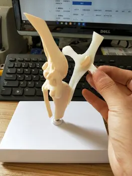 Dog Knee Joint Model Canine Joint Medical Teaching Research Model Dog Knee Joint Ligament Basic Structure Model Dog Skeleton
Dog Knee Joint Model Canine Joint Medical Teaching Research Model Dog Knee Joint Ligament Basic Structure Model Dog Skeleton