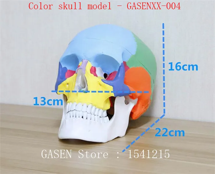 1:1 medical simulation skull human body Skull anatomy specimen Skull base model Color skull model - GASENXX-004
1:1 medical simulation skull human body Skull anatomy specimen Skull base model Color skull model - GASENXX-004