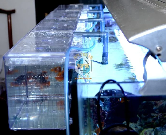 Pneumatic Air Drived Water Flowing Separation Breeding House Aquarium Small Fish protection incubation isolation Betta fish box.
Pneumatic Air Drived Water Flowing Separation Breeding House Aquarium Small Fish protection incubation isolation Betta fish box.