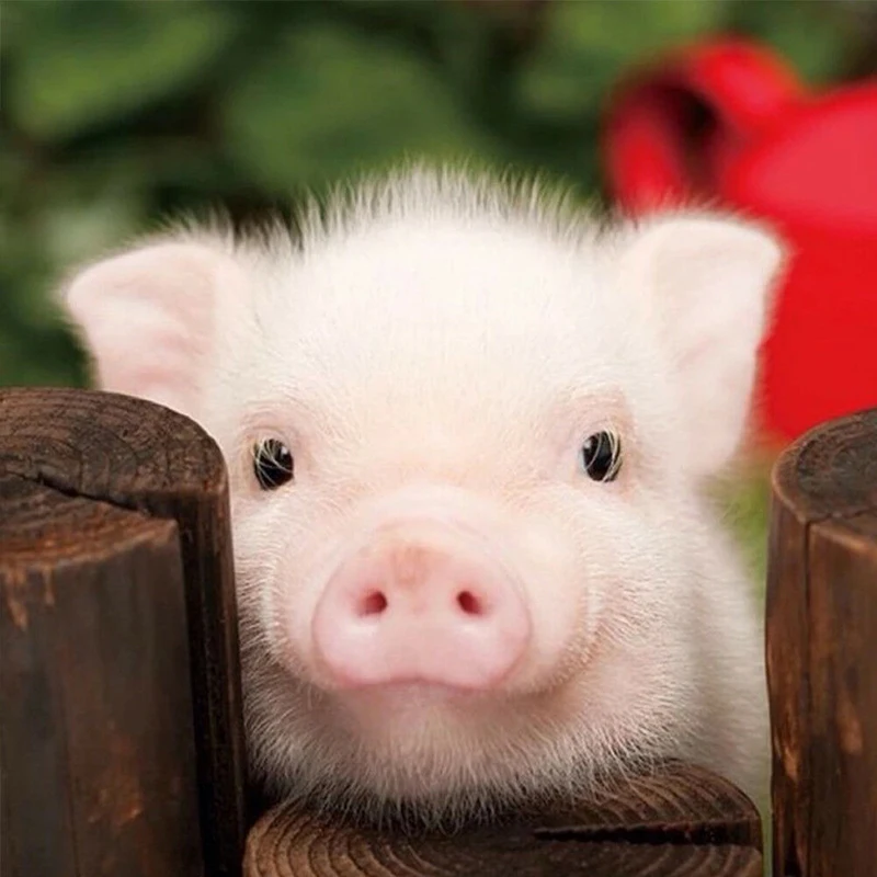 LZAIQIZG Diamond Embroidery Cute Piggy 5D DIY Diamond Painting Full Square Diamond Mosaic Pictures Of Rhinestones Home Decor
LZAIQIZG Diamond Embroidery Cute Piggy 5D DIY Diamond Painting Full Square Diamond Mosaic Pictures Of Rhinestones Home Decor