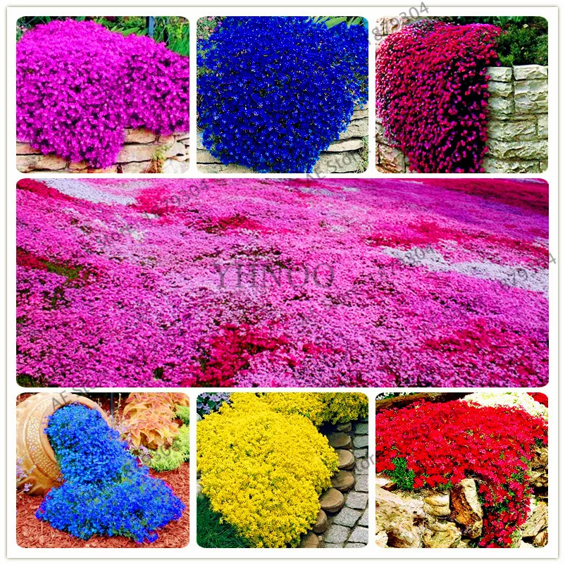 200pcs ROCK CRESS bonsai Perennia Flower plant Creeping Thyme floresl Ground cover garden decoration flower plantas
200pcs ROCK CRESS bonsai Perennia Flower plant Creeping Thyme floresl Ground cover garden decoration flower plantas