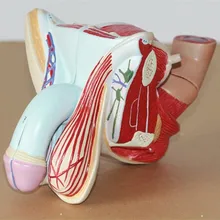 1:1Male genitalia Urinary System Model Anatomical testicle Medical Teaching model free shipping
1:1Male genitalia Urinary System Model Anatomical testicle Medical Teaching model free shipping