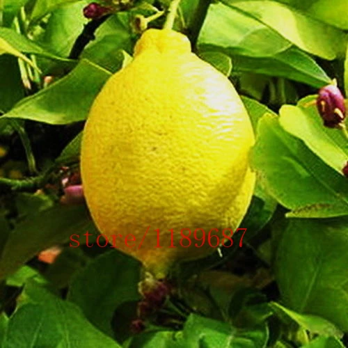 20pcs/bag lemon tree bonsai fruit & vegetable no-GMO Balconies & patios plant DIY for home & garden
20pcs/bag lemon tree bonsai fruit & vegetable no-GMO Balconies & patios plant DIY for home & garden