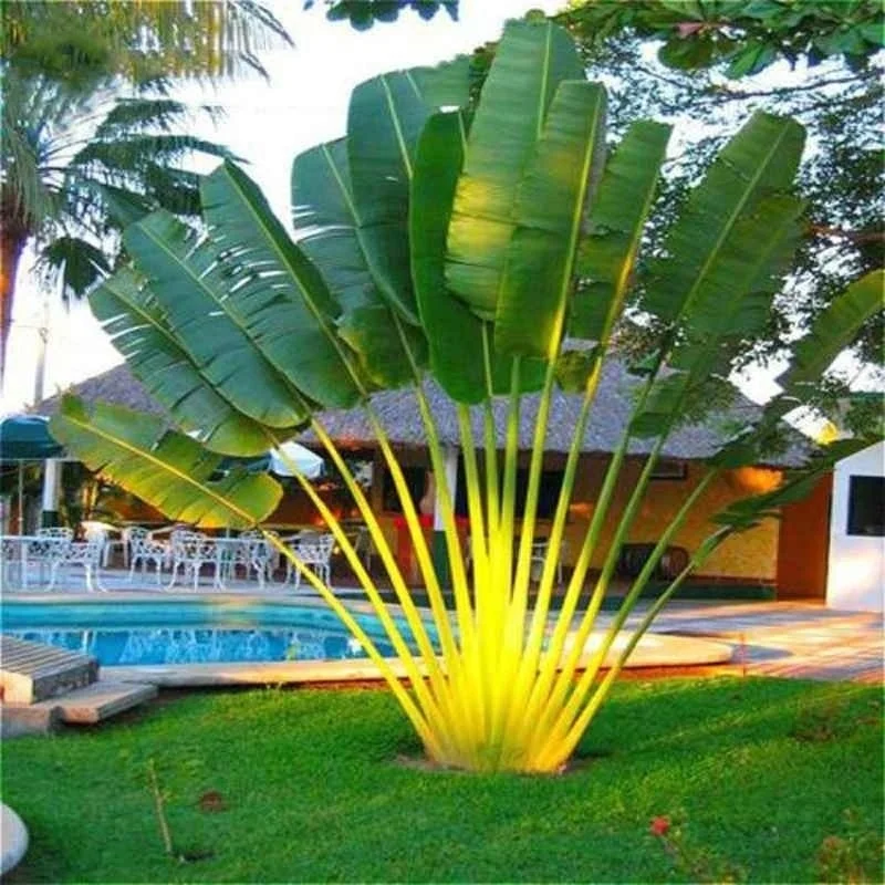 10pcs gaint Bonsai palm plant Trachycarpus Evergreen tropical perennial palm tree DIY home garden potted plants
10pcs gaint Bonsai palm plant Trachycarpus Evergreen tropical perennial palm tree DIY home garden potted plants