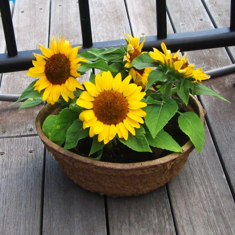 Sunflower plant DIY Bouquet Wedding Party Decorative Flower Floristry Bonsai Easy Growing Helianthus Annuus Ornamental 100 Pcs
Sunflower plant DIY Bouquet Wedding Party Decorative Flower Floristry Bonsai Easy Growing Helianthus Annuus Ornamental 100 Pcs