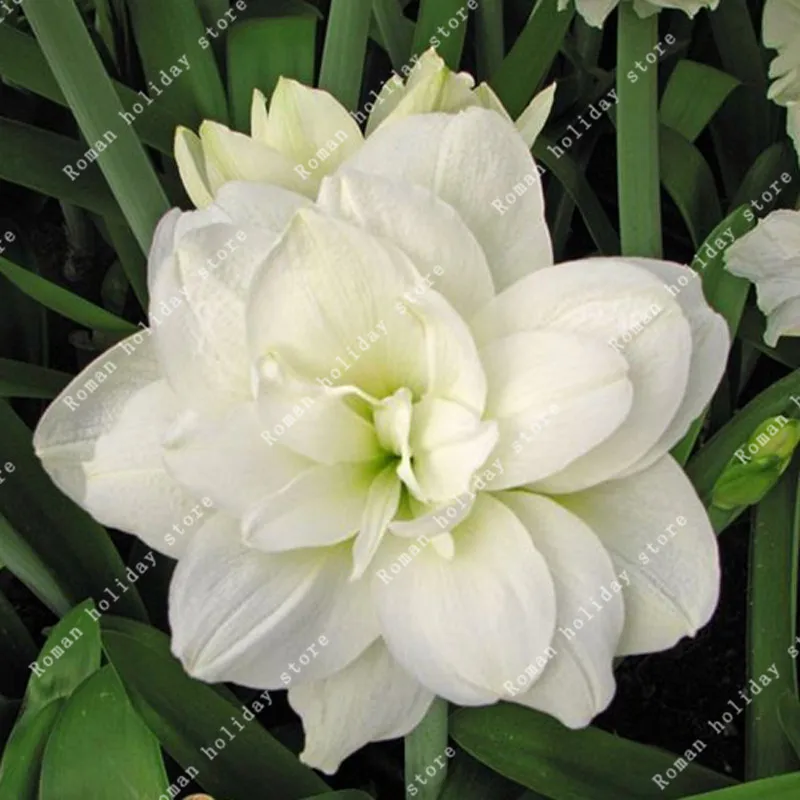

100 Pcs White Amaryllis True Hippeastrum Flowers Barbadoslily Potted Home Garden Balcony Plant Bonsai