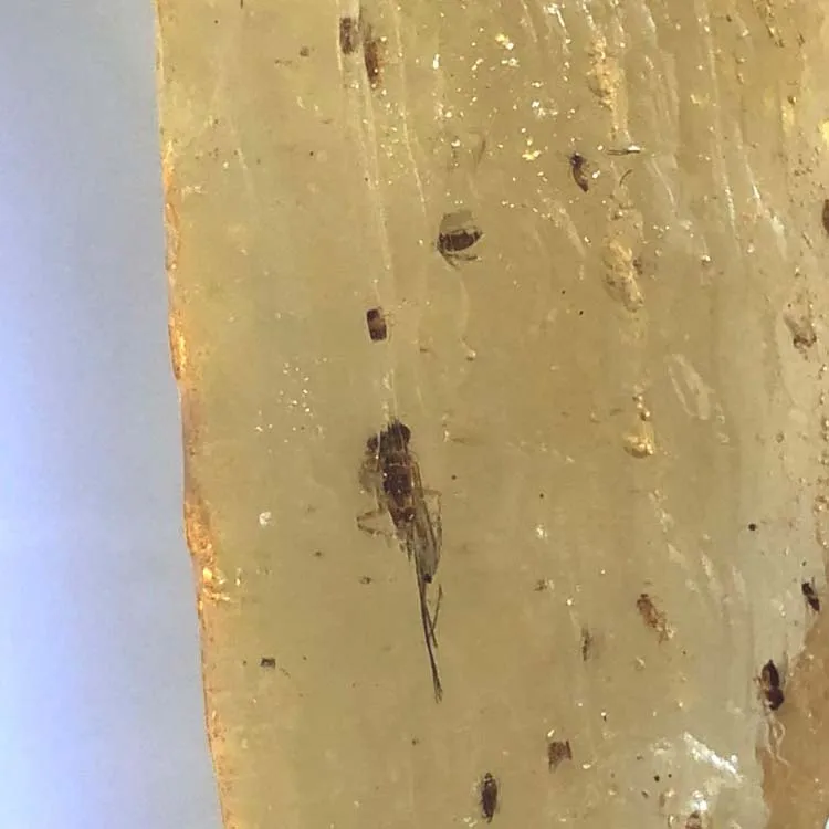 Nahuatal copalli Coba resin Rare Natural Raw Rough Copal Amber With Insects Specimen Minerals specimen for Teaching sample
Nahuatal copalli Coba resin Rare Natural Raw Rough Copal Amber With Insects Specimen Minerals specimen for Teaching sample