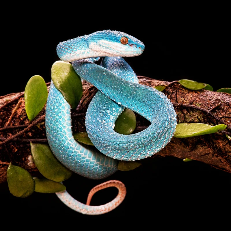 5D DIY Diamond Painting Cross Stitch Crafts "Blue Snake On Branch" Full Diamond Embroidery Rhinestones Decoration Mosaic Gift GT
5D DIY Diamond Painting Cross Stitch Crafts "Blue Snake On Branch" Full Diamond Embroidery Rhinestones Decoration Mosaic Gift GT