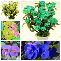 Import-Bonsai-Seeds-Pretty-Thorns-Seeds-Graptopetalum-Rusbyi-Garden-Rare-Flower-Plants-The-Germination-Rate-95.jpg_200x200