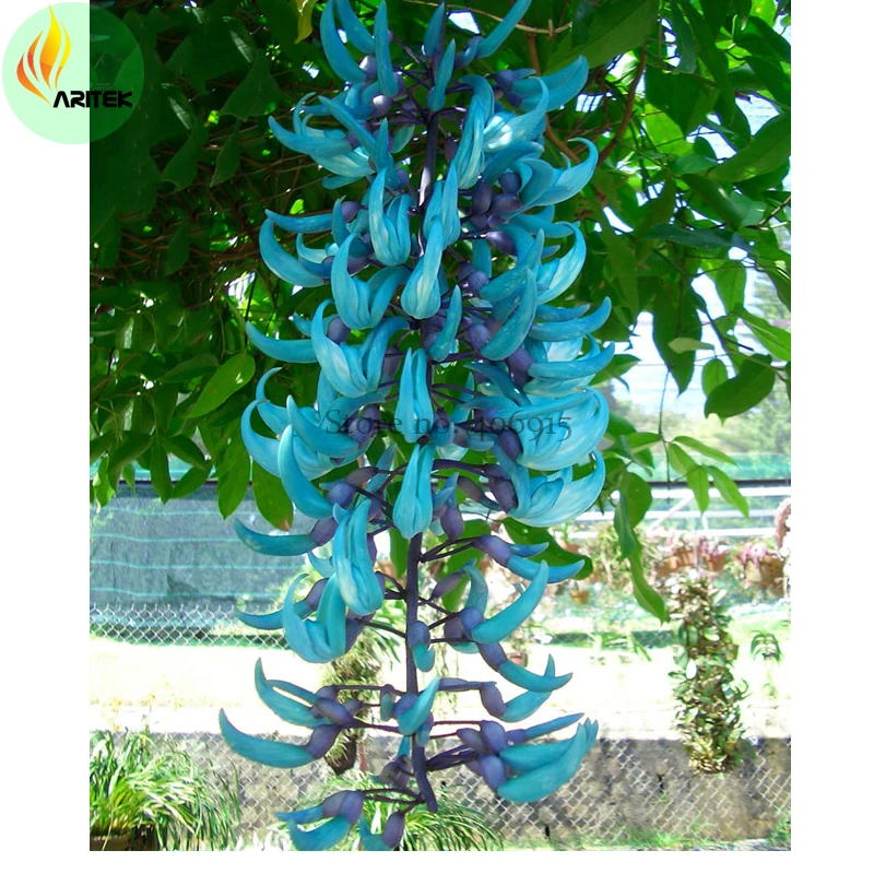 Rare Heirloom Mucuna Blue Red Black Jade Vine Seeds, 5 Seeds, very beautiful perennial flowers E3521