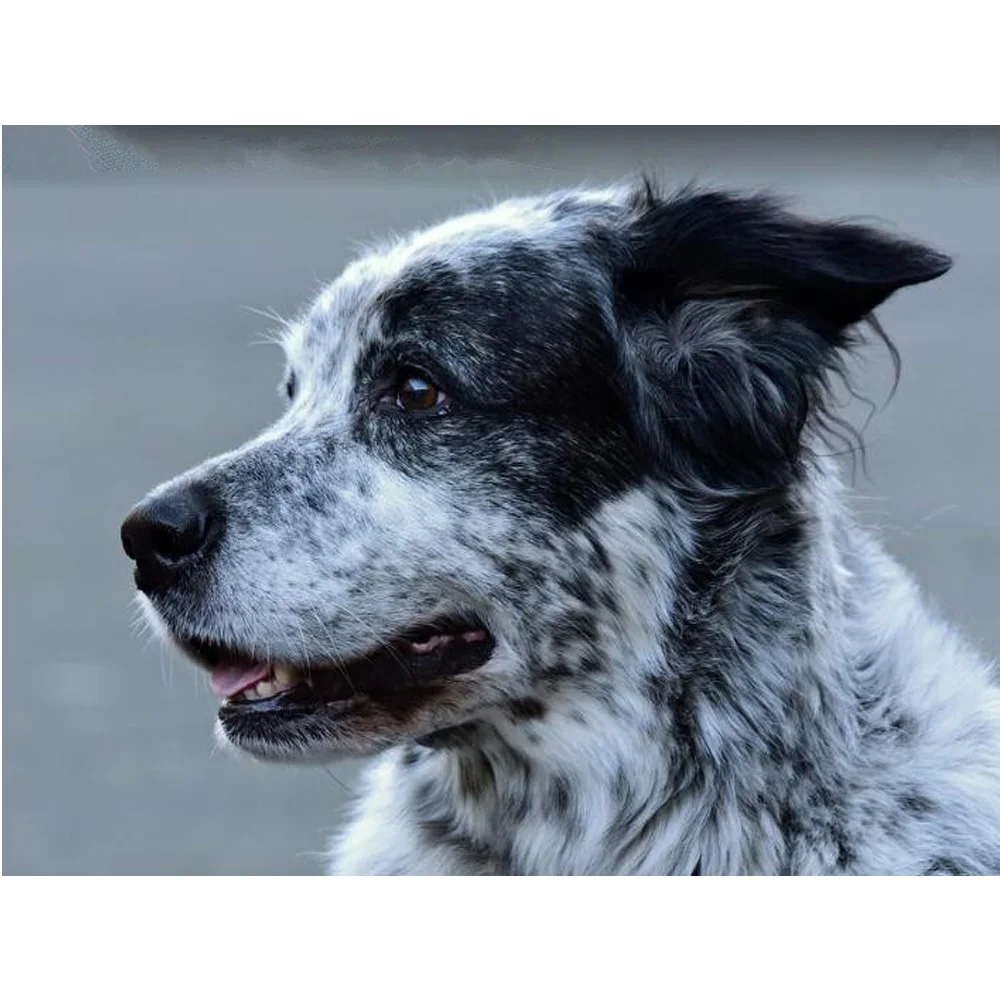 YA ZOOEY NUO Full Squarer / Round 5D Embroidery Animal dog 3D DIY Diamond Painting Cross Stitch Mosaic Painting home decor YU803
YA ZOOEY NUO Full Squarer / Round 5D Embroidery Animal dog 3D DIY Diamond Painting Cross Stitch Mosaic Painting home decor YU803