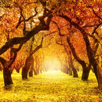 Laeacco Autumn Fallen Leaves Yellow Branch Way Old Tree Portrait Scene Photographic Backgrounds Backdrops Photocall Photo Studio
Laeacco Autumn Fallen Leaves Yellow Branch Way Old Tree Portrait Scene Photographic Backgrounds Backdrops Photocall Photo Studio