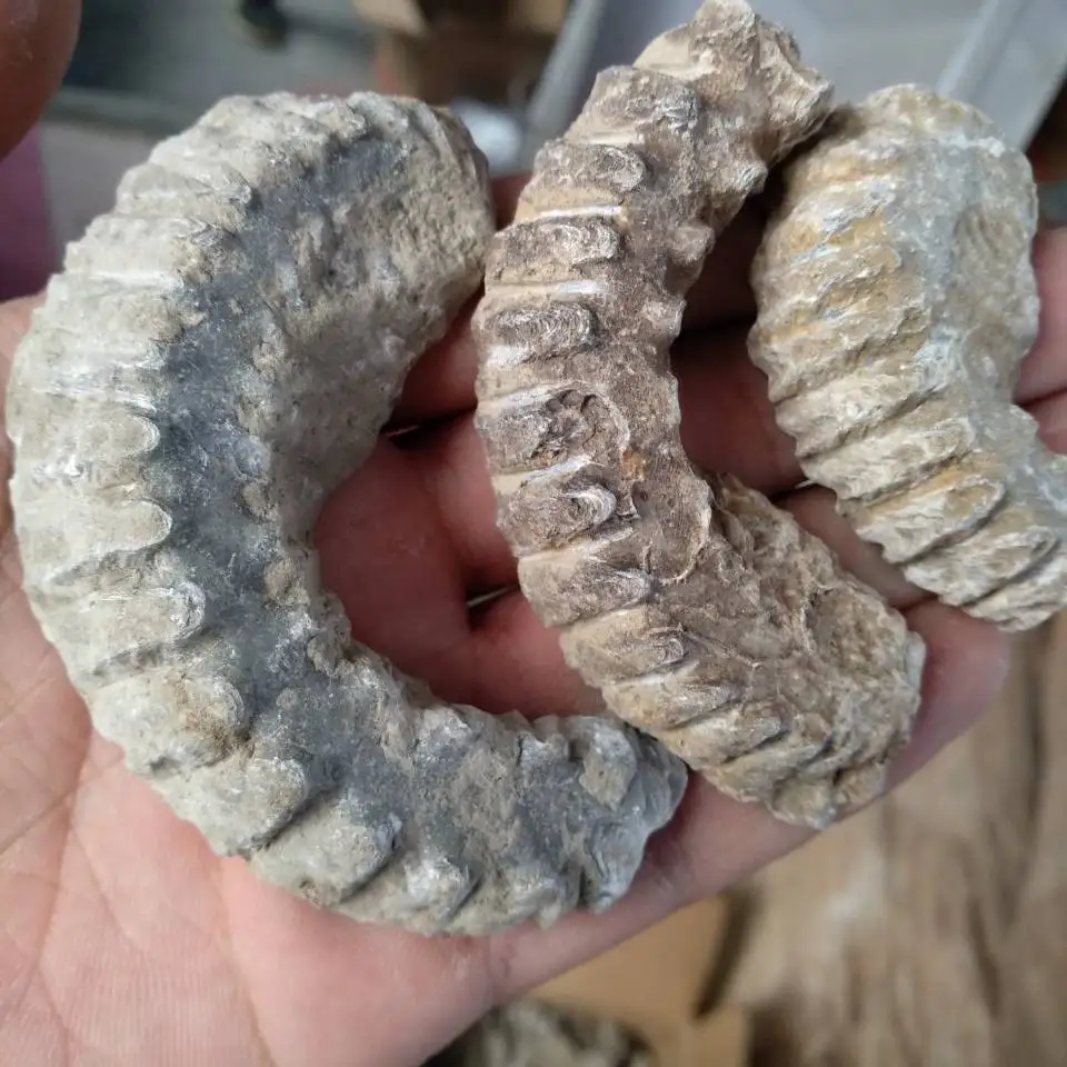 1pcs ZIPPER OYSTER FOSSIL Mens Statement Ring VIRILITY SHAMAN High Priest PAGAN MALE
1pcs ZIPPER OYSTER FOSSIL Mens Statement Ring VIRILITY SHAMAN High Priest PAGAN MALE