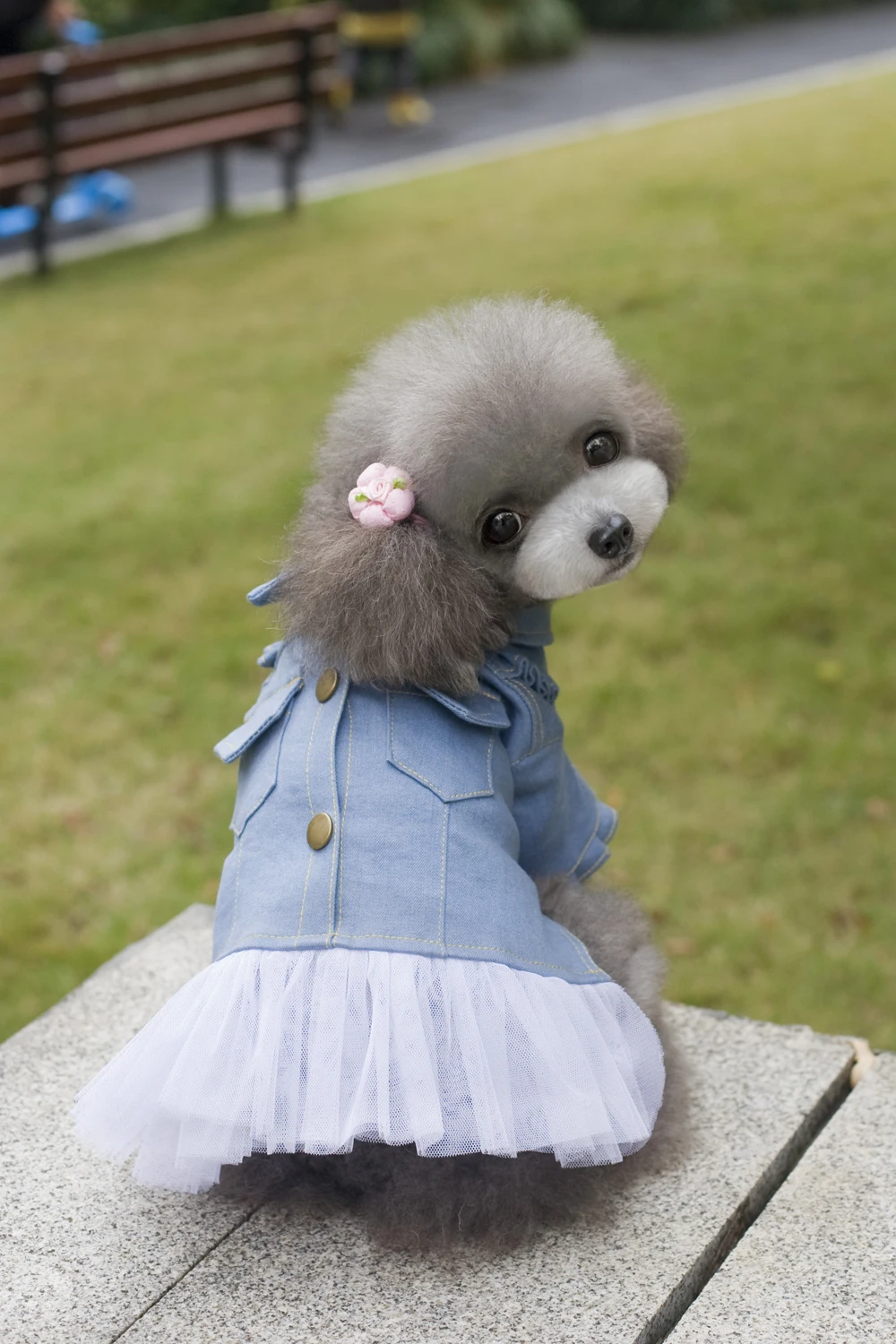 New Coming Cute Dark Blue Denim Pet Dogs Dress Coat Free Shiping By CPAM Dogs Clothing
New Coming Cute Dark Blue Denim Pet Dogs Dress Coat Free Shiping By CPAM Dogs Clothing