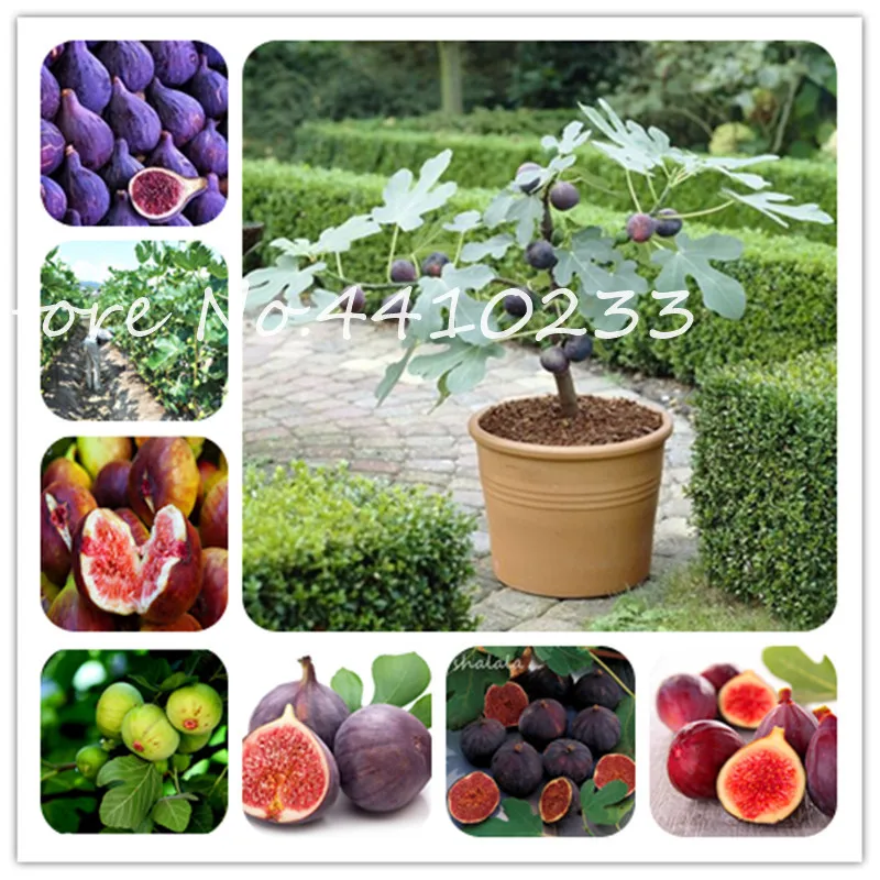 50 Pcs Tropical Fig Bonsai Fruit Mini Fig Outdoor Tree Bonsai Plant Sweet Fruit for Home Garden Planta High Germination
50 Pcs Tropical Fig Bonsai Fruit Mini Fig Outdoor Tree Bonsai Plant Sweet Fruit for Home Garden Planta High Germination