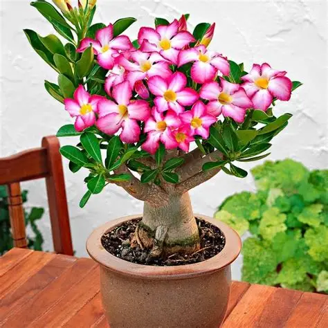 1 piece Desert Rose planting Bonsais Flower Adenium Obesum Office Indoor Bonsai Plant Mini Potted Tree Home Garden Decoration
1 piece Desert Rose planting Bonsais Flower Adenium Obesum Office Indoor Bonsai Plant Mini Potted Tree Home Garden Decoration