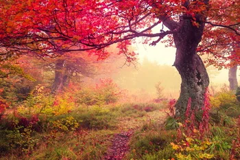 Outdoor Scenery Backgrounds Red Leaves Horizontal Photography Backdrops For Wedding Vinyl Photo Studios
Outdoor Scenery Backgrounds Red Leaves Horizontal Photography Backdrops For Wedding Vinyl Photo Studios