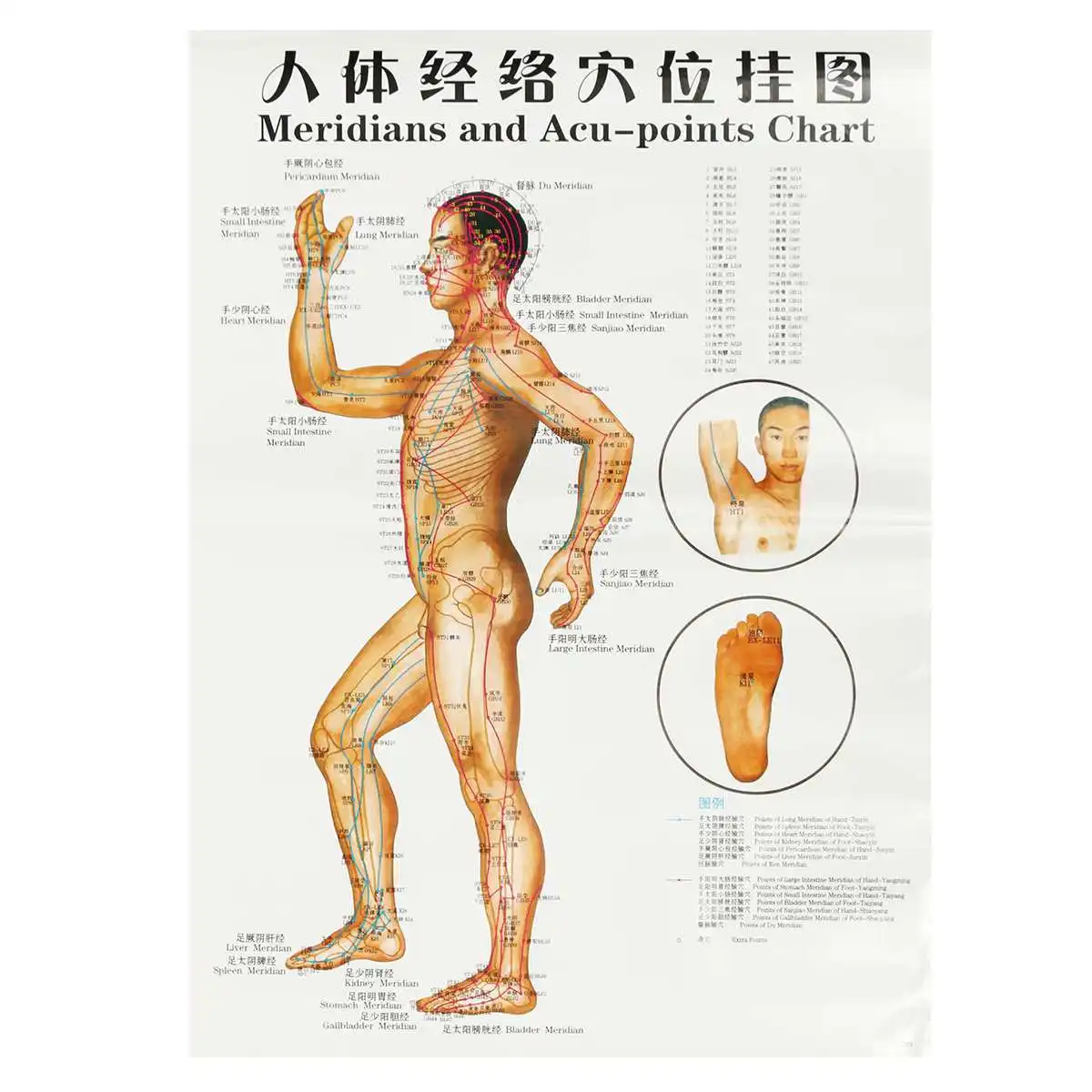 Muscle Meridian Chart