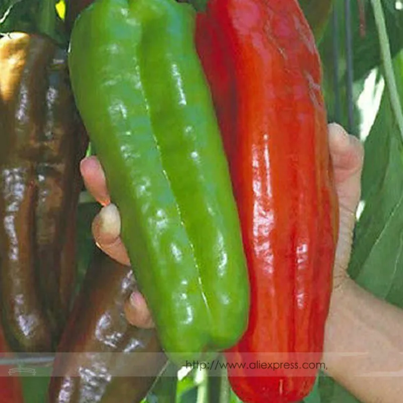 Free Shipping 100 Giant Pepper Marconi Peppers Diy Plant Home Garden Vegetable Hot Pepper Chili Home Garden
Free Shipping 100 Giant Pepper Marconi Peppers Diy Plant Home Garden Vegetable Hot Pepper Chili Home Garden