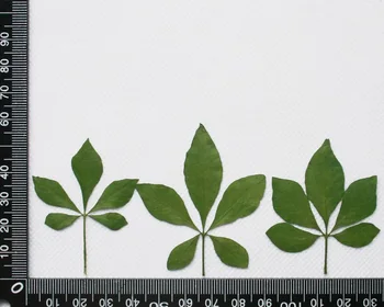 100pcs Pressed Dried Brassaia Actinophylla Leaf Leaves Plant Herbarium For Jewelry Making Phone Case Decor Craft DIY
100pcs Pressed Dried Brassaia Actinophylla Leaf Leaves Plant Herbarium For Jewelry Making Phone Case Decor Craft DIY