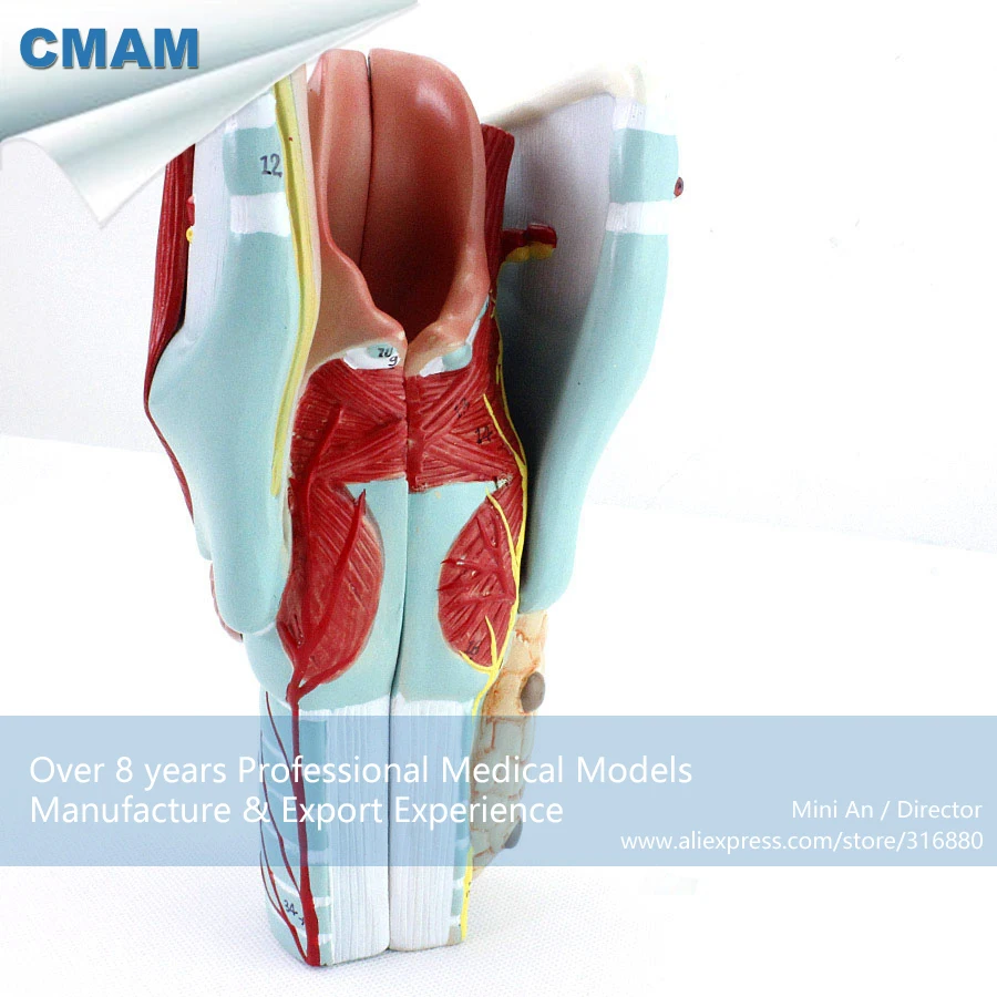 CMAM/12505 Laryngeal muscle cartilage, Human Respiratory System Medical Teaching Anatomical Model
CMAM/12505 Laryngeal muscle cartilage, Human Respiratory System Medical Teaching Anatomical Model