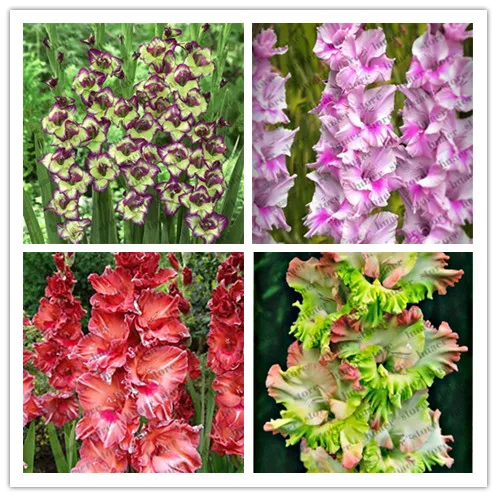 200 Pcs Rare Striped Gladiolus Sword Lily Garden Plant Flowers Orchid Gladiolus Bonsai plant Gandavensis High Survival Rate
200 Pcs Rare Striped Gladiolus Sword Lily Garden Plant Flowers Orchid Gladiolus Bonsai plant Gandavensis High Survival Rate